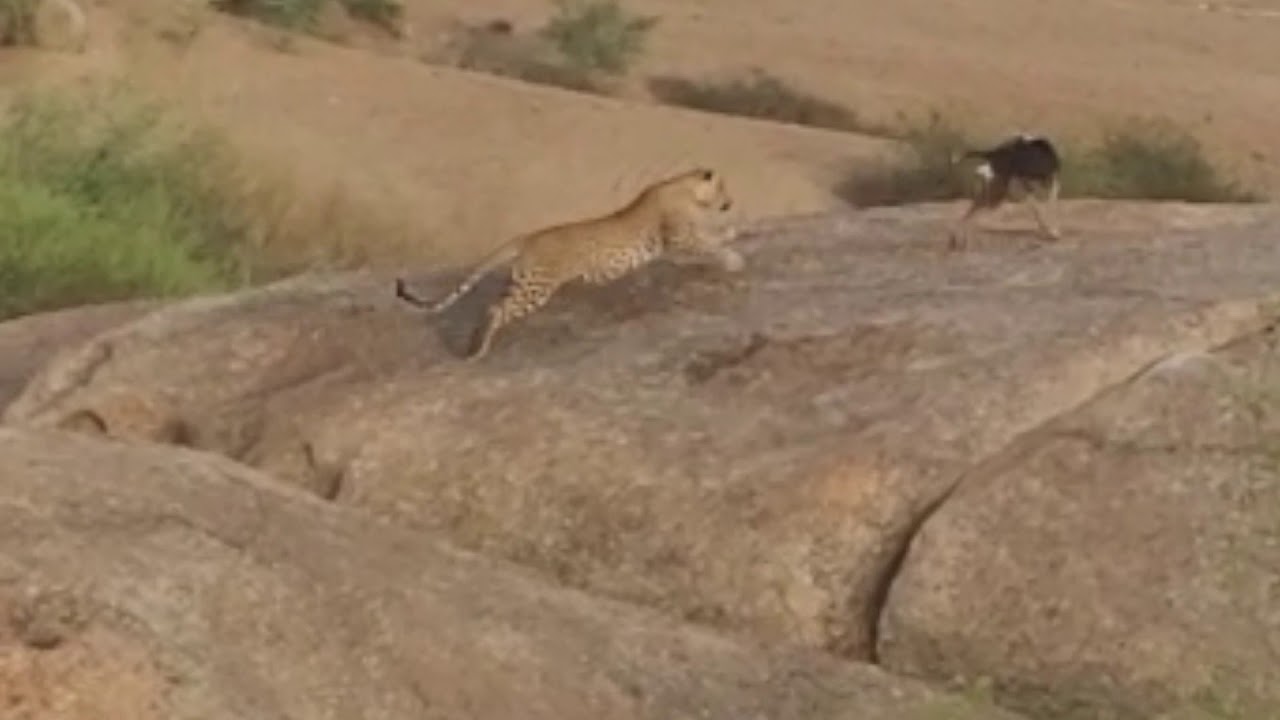 indian wildlife photographer Leopard chases after a dog, dog fights back, dog escapes unhurt