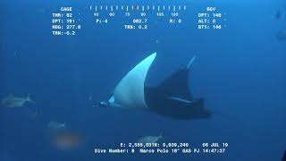 Manta Ray, AKA  Devil Ray