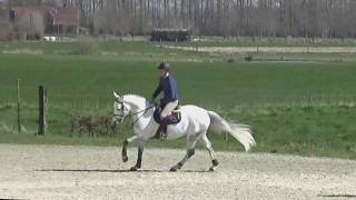 Breeding stallion Cornet Star showing his skills over 1.60m fences!