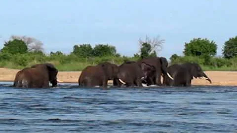 Elephants crossing the Zambezi River