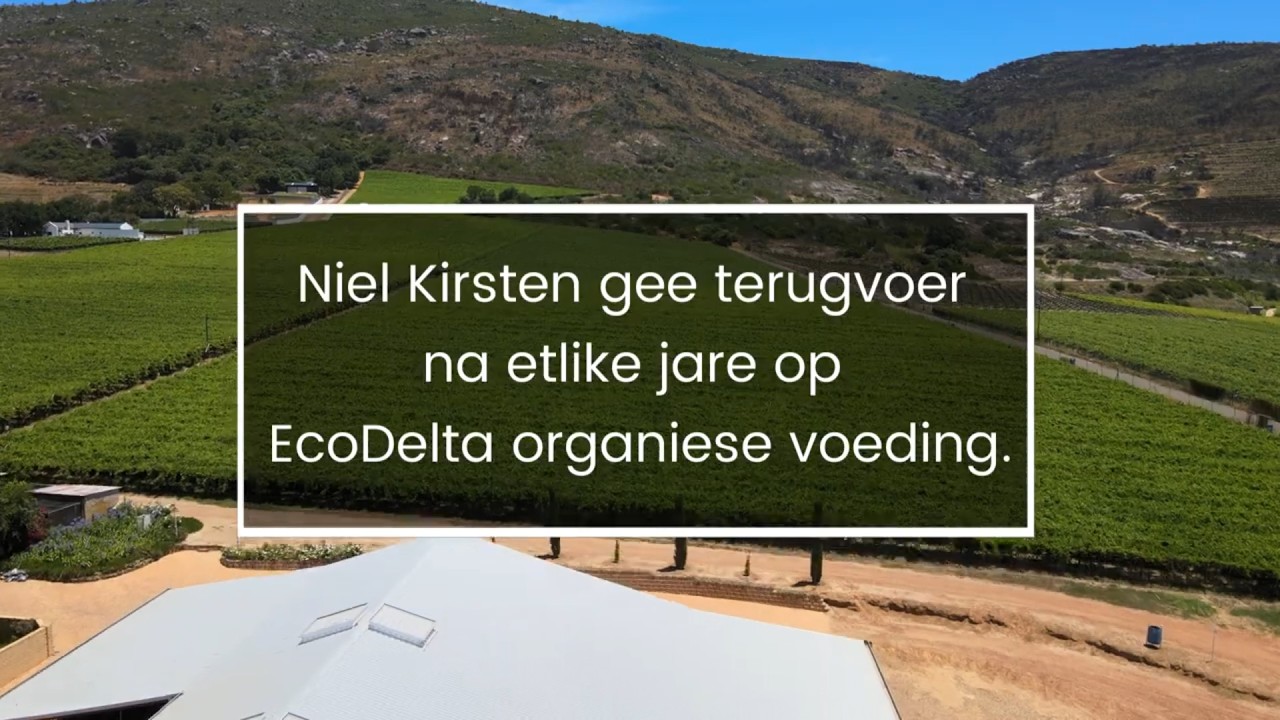 Wingerde