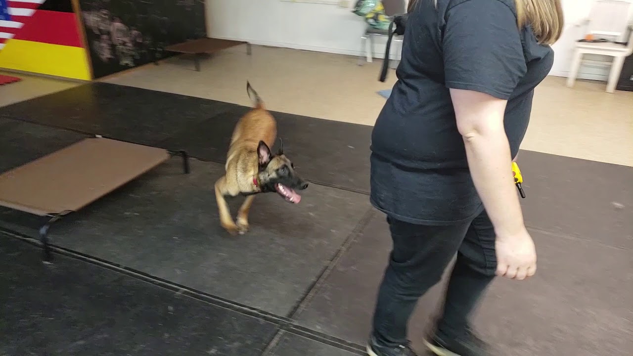 Abscent Smell Proof bag VS. K-9