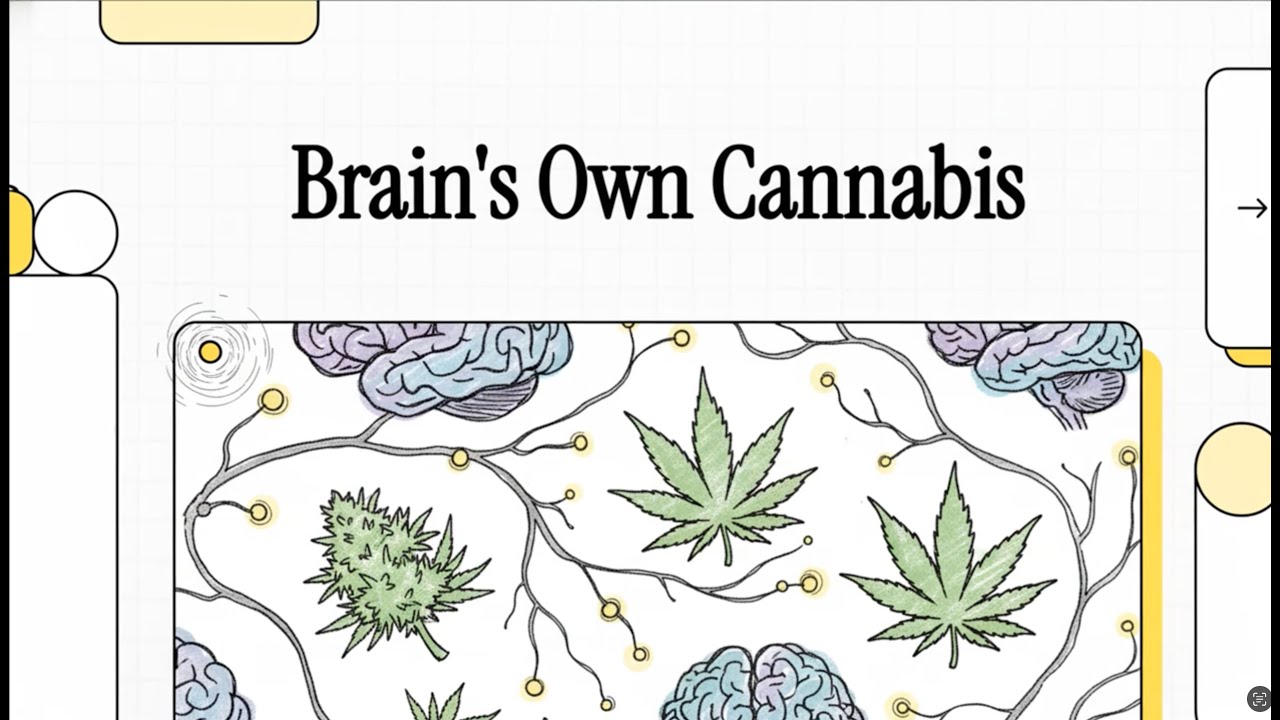 The Endocannabinoid System Explained (Purves' Neuroscience, 6/e, Ch. 6 XIII)