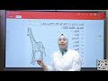 جزر الكلمة الصف الثالث الابتدائي اللغه العربيه ريهام عبد العليم جزر الكلمة الصف الثالث الابتدائي اللغه العربيه ريهام عبد العليم