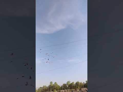 للعيون جناية الديوانيه اقضية ونواحي ابطل طيور الحمر