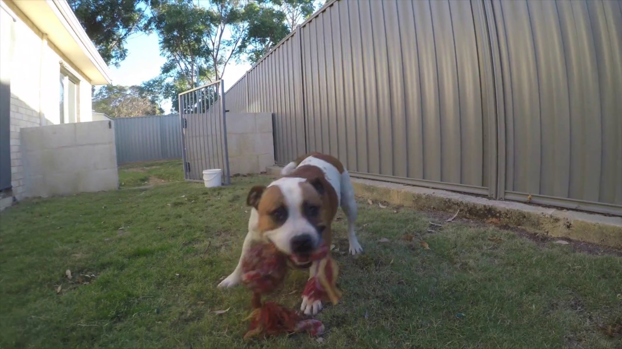 GoPro Karma Grip Test Video