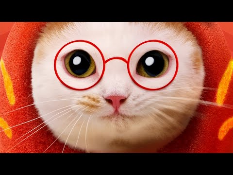 MEGANE ICHIBA 眼鏡市場 CM 「猫ダルマ」篇 15秒