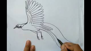 Menggambar Burung Cendrawasih
