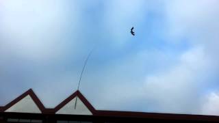 Pigeon Control London- Hawk Kite scare pigeon- JG pest and bird control