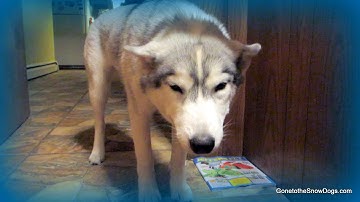 地下室が怖い！超常現象犬 *スノードッグショート15*