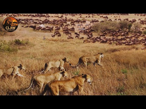 WILD MIGRATIONS: The Most Dangerous on the Planet | Documentary | Claw Wildlife