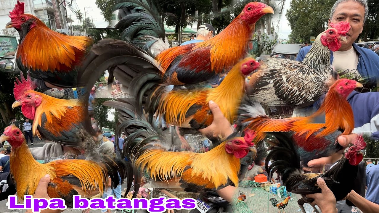 Enero 17 2026 Dagsa ang Quality Manok sa Lipa batangas…
