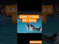 Orca Killed Trainer Jessica Radcliffe The Last Video Jessica Healthhallmark Orca Whale