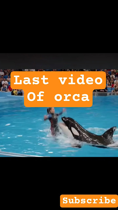 orca killed trainer Jessica Radcliffe, the last video #jessica #healthhallmark #orca #whale