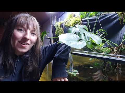 Ableger von Fensterblättern und Efeututen | Hydrokultur und natürliche Filterung eines Aquariums