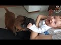 Happy boxer dog kisses an infant