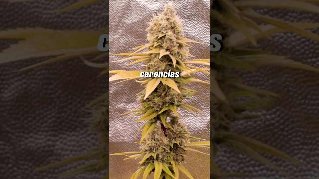 Cultivo Mineral vs Orgánico: Diferencias