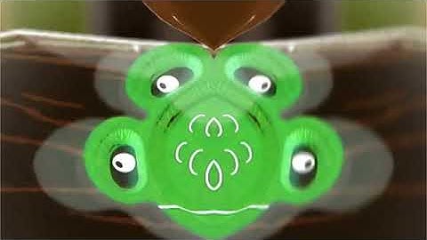 ZooPals Bouncing in CoNfUsIoN and Reversed