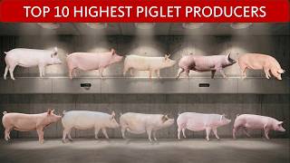 Top 10 Maternal Pig Genetics Compared | Most Piglets Per Sow Per Year