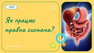 Як працює травна система?