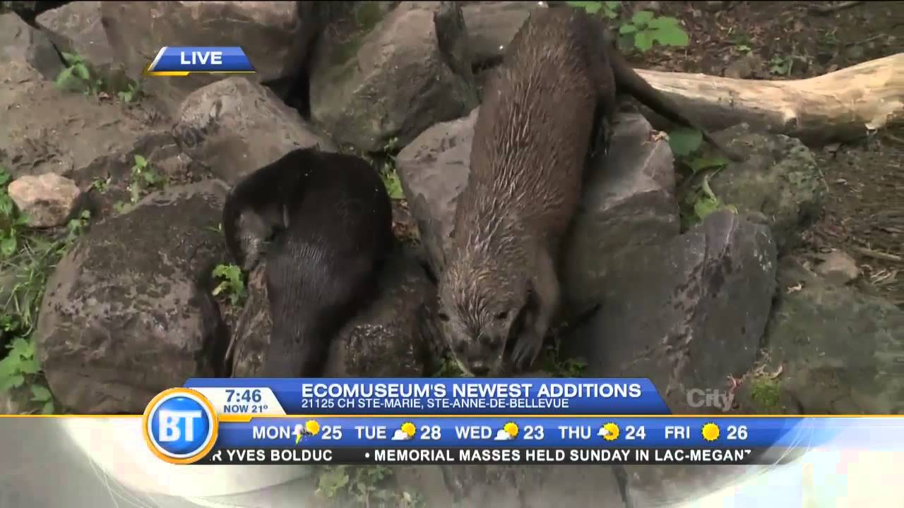 Feeding the River Otters at the Ecomuseum
