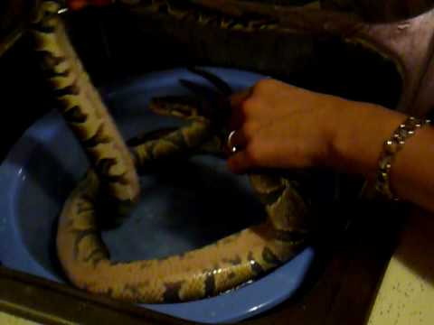Bath time for Pythons