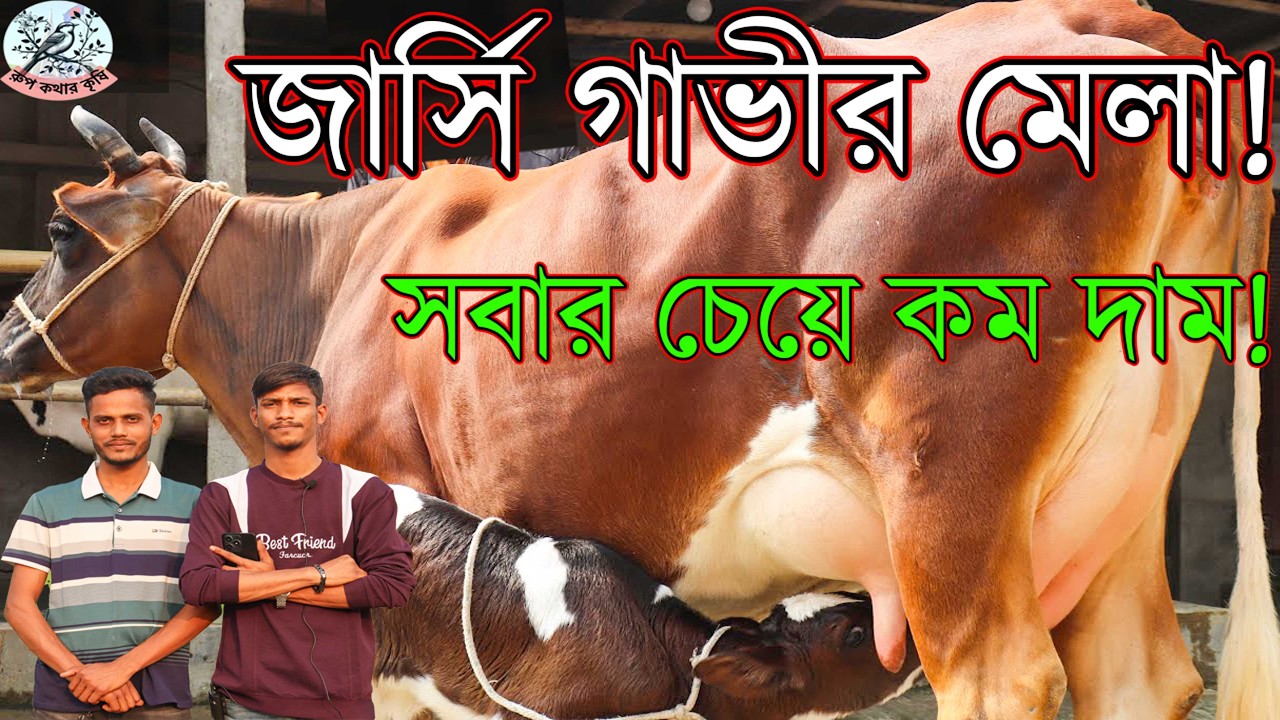 ১২২ এ ১২ লিটার দুধের গাভী। ১৩০ এ ১৩ লিটার দুধ! ১৮৫ তে ১৭ লিটার দুধের গ্যারান্টি।২১৫ তে ১৮ লিটার দুধ।