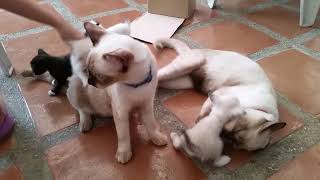 Siamese Family #siamesecats #cats