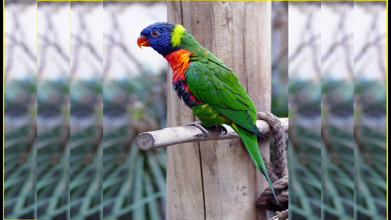 Funny Parrot - A Cute Funny Parrots Talking Videos Compilation ||NEW HD