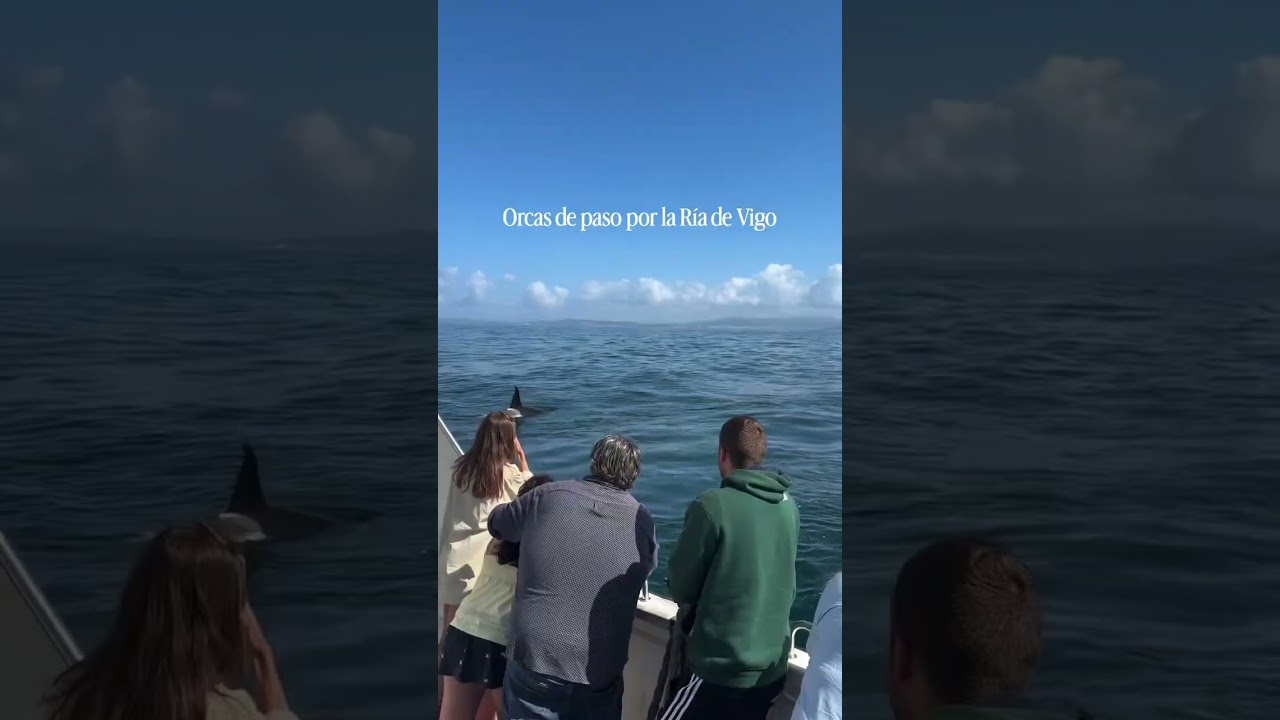 Orcas de paso por la Ría de Vigo, Galicia
