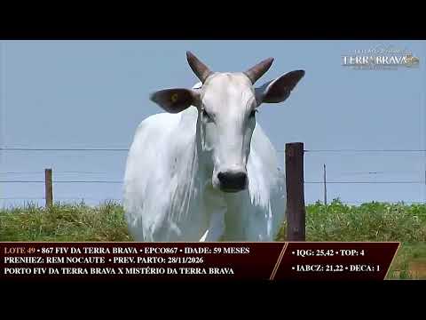 LOTE 49   EPCO 867