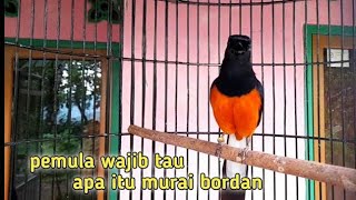 Mengenal dan review burung murai batu bordan  yang kerap di samakan dengan murai borneo