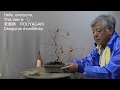 老爺柿 Diamond-leafed persimmon.Bonsai master cut,wire,repot.