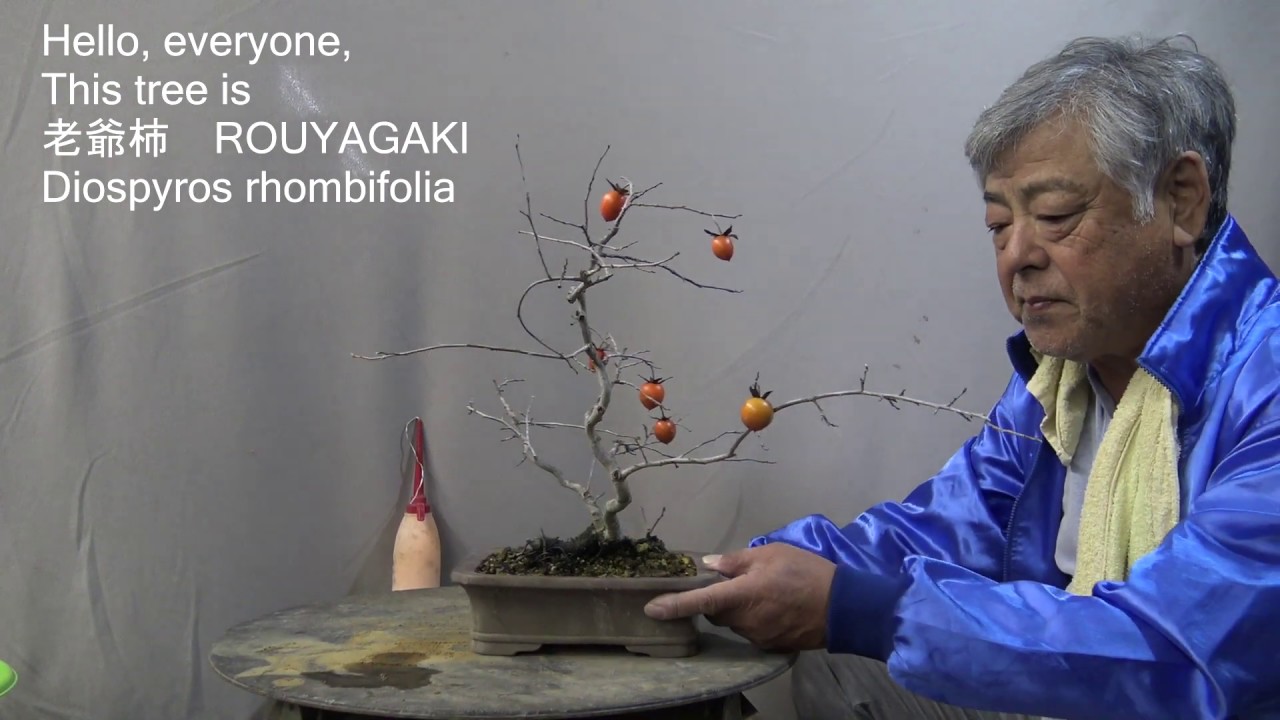老爺柿 Diamond-leafed persimmon.Bonsai master cut,wire,repot.