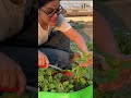 Harvesting winter vegetables 🌽 #wintergardening