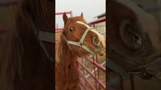 2 yearlings saved from the slaughter pipeline #horserescue #lazybequinerescue #sanctuary #shorts