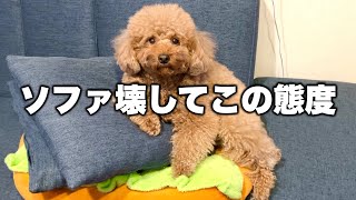 ソファ壊した張本人がめちゃくちゃ偉そうな態度で飼い主の片付けを見学してた件。笑