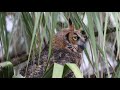 Great Horned Owl screeching call