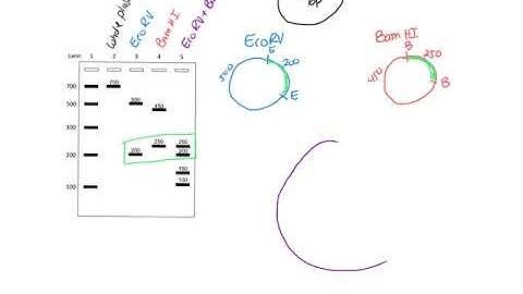 Restriction Mapping