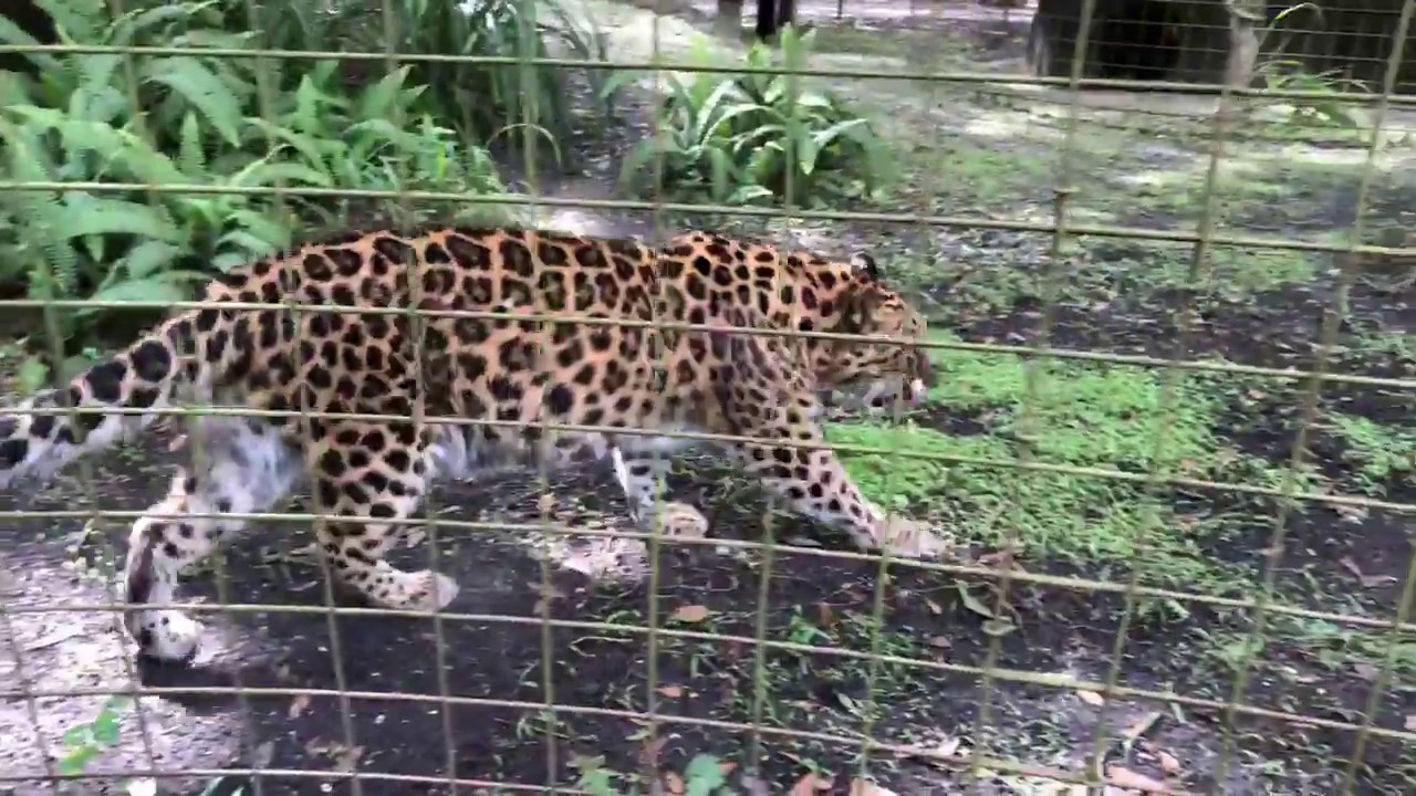 leopard print Natalia the Amur Leopard walks home from Funcation