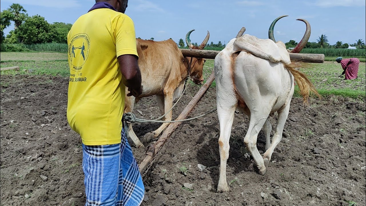 Indian Country Bullock In Ploughing With Farm Load