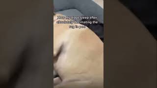 How My Dogs Sleep After Absolutely Decimating The Rug In Pee