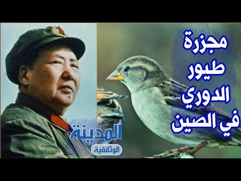 القضاء علي طيور الدوري في الصين و مجاعة الصين الكبري