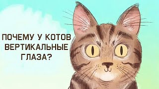 Edu: Почему у котиков вертикальные зрачки?