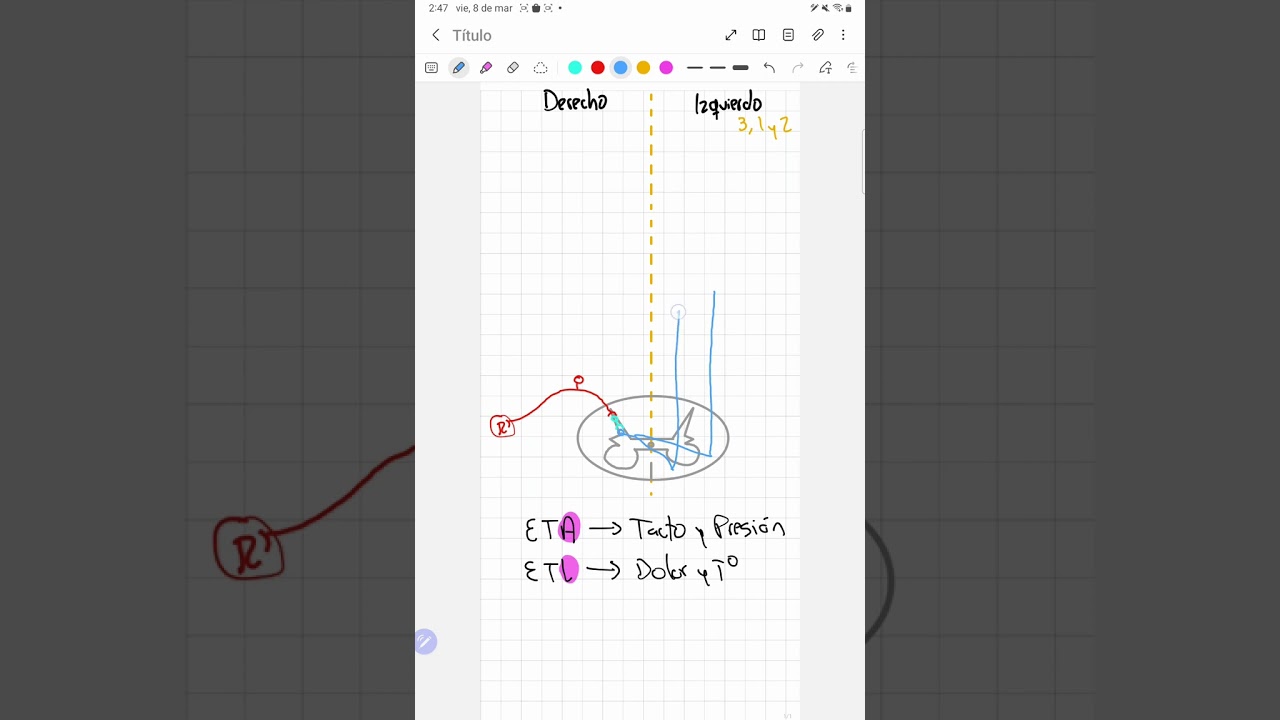 Vías medulares: espinotalámicos anterior y lateral.