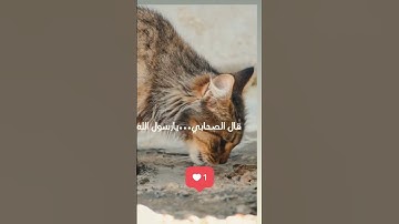 سورة الاخلاص ماهر المعيقلي ماشاء الله تلاوة خاشعة ❤️❤️❤️