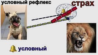 Анатомия: нервная система 3: условные и безусловные рефлексы, инстинкт, импринт Анатомия: нервная система 3: условные и безусловные рефлексы, инстинкт, импринт