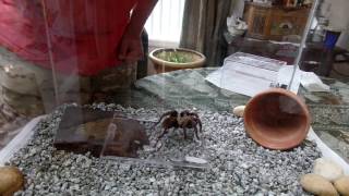 Chilean Rose Hair Tarantula