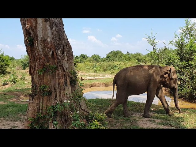 Udawalawa National Park Safari class=