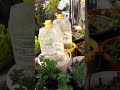 #selbstversorgergarten #balkongarten #gärtnernfüranfänger